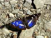 Batolec duhový (Apatura iris)