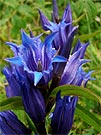 Hořec Tolitovitý - Gentiana Asclepiadea