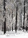Hustý zasněžený les