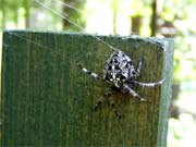 Křižák obecný - Araneus diadematus