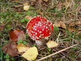 Muchomůrka - amanita muscarita