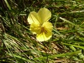 Violka Sudetská - Viola lutea subsp. sudetica