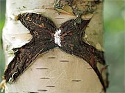 Motýl u Rejvízu