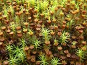 Ploník chluponosný - Polytrichum piliferum