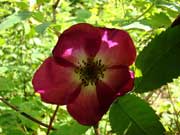 Růže alpská - Rosa pendulina