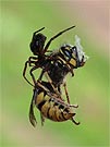 Vosa obecná (Vespula Vulgaris ) - kořist pavouka