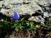 Zvonek Okrouhlolistý Sudetský - Campanula rotundifolia