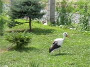 Fotografie veterán muzea a ZOO parku v Rapotíně