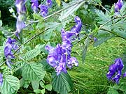 Oměj Šalamounek Aconitum Plicatum (3.9.2005)