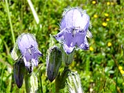 Zvonek Vousatý - Campanula Barbata (16.7.2005)